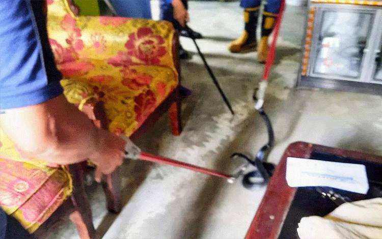 Ngeri, Kobra Bersarang di Dapur Warga di Kenan Sandan Sampit