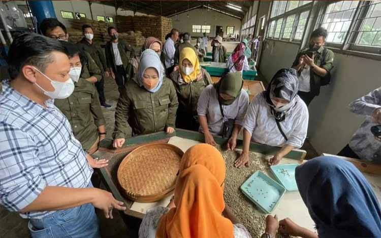 Bupati Kobar Harapkan Pengelolaan Kopi Liberika Semakin Baik