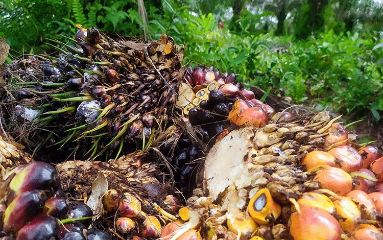 Ratusan Koperasi di Kotim Belum Verifikasi Keanggotaan?