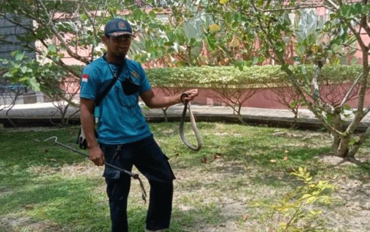 Damkar Kobar Evakuasi Ular Sowo di Taman Kota Pangkalan Buo?