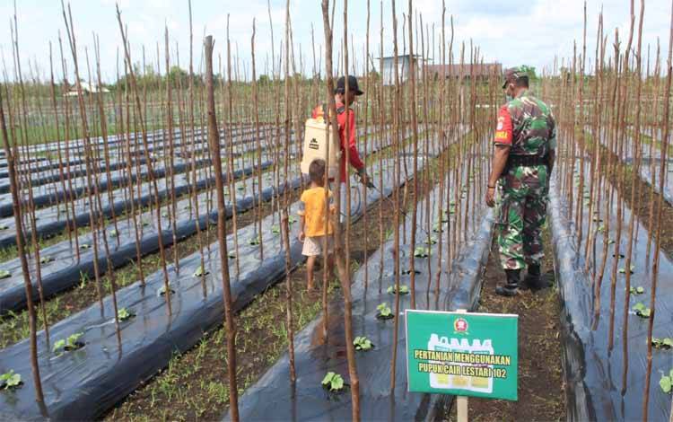 Kodim Palangka Raya Aplikasikan Pupuk Cair Lestari