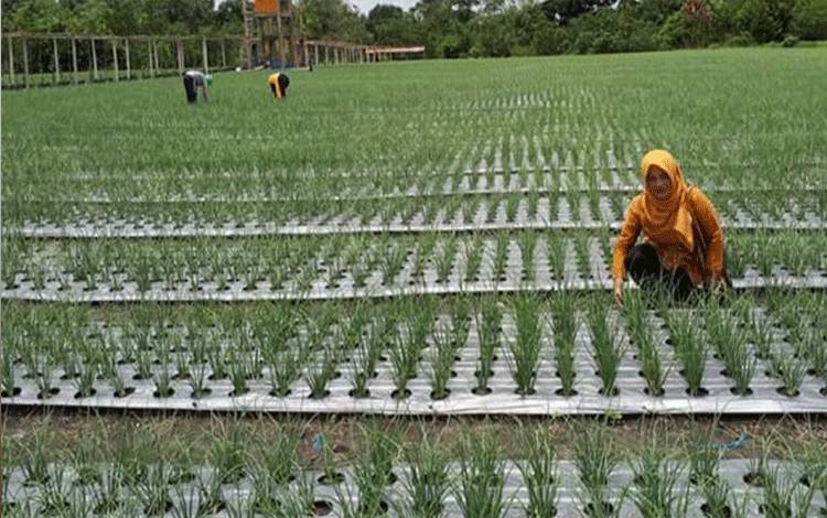 Kenaikan PPN Berimbas ke Petani, Ini Saran Legislator Palangka Raya