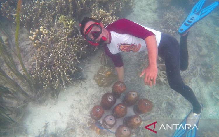 Warga Pulau di Touna Budi Daya Terumbu Karang dari Tempurung Kelapa