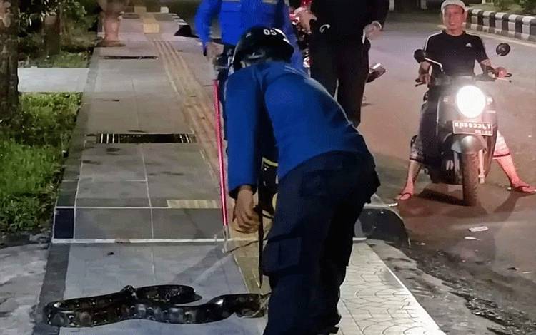 Piton 3 Meter Nongkrong di Trotoar Bikin Kaget Pengguna Jalan