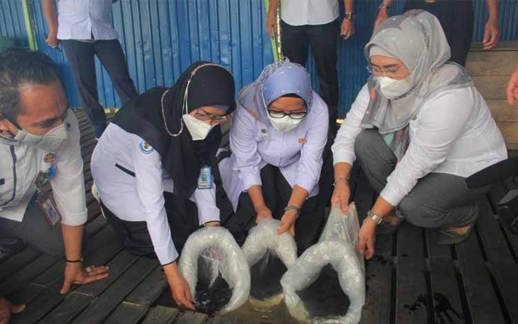 KKP Serahkan 50.OOO Ekor Benih Baung di Palangka Raya