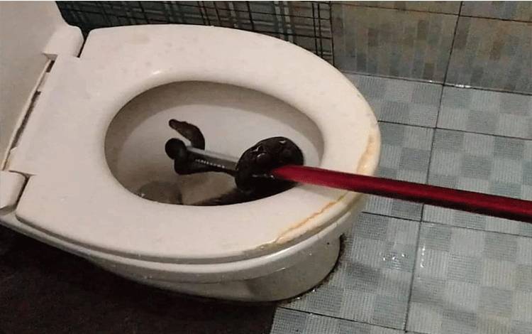 Ngeri, Saat Masuk Toilet Ada Ular dalam Kloset