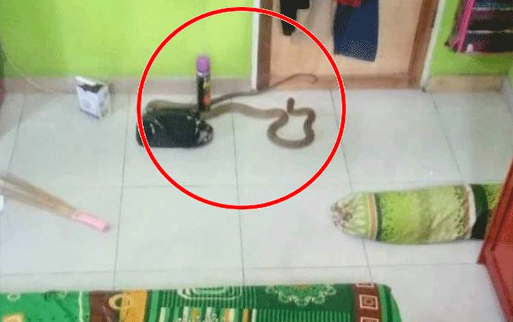 Warga Baamang ini Kaget, Buka Kamar, Tiba-Tiba Ada King Kobra