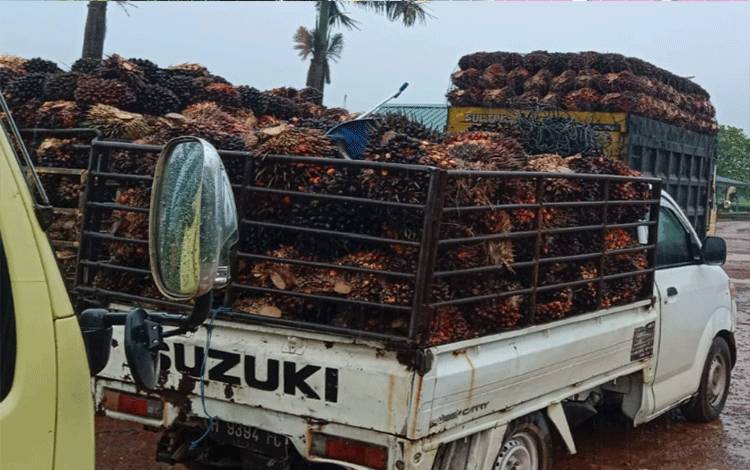 Di Kotim, Harga TBS Turun Drastis