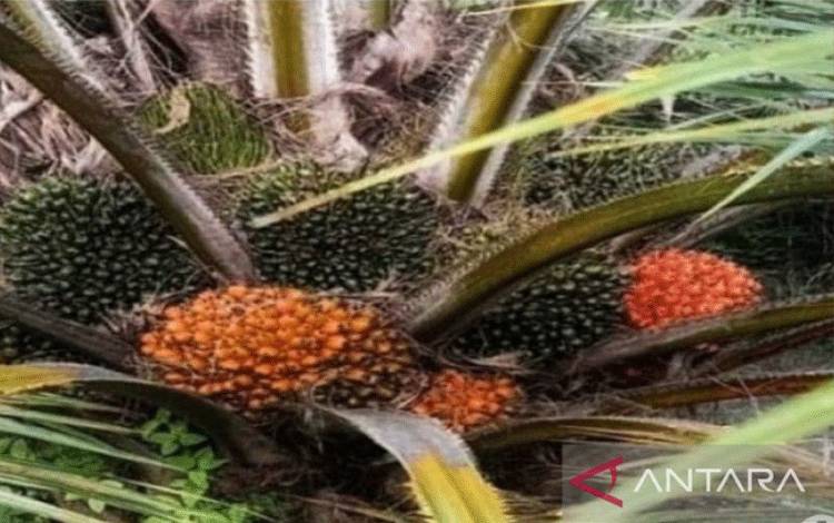 Harga TBS di Sumut juga Anjlok, kini Cuma Rp1.555 per Kg
