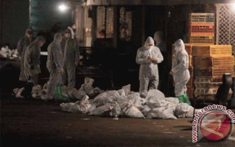 AS Laporkan Kasus Pertama Flu Burung H5 pada Manusia