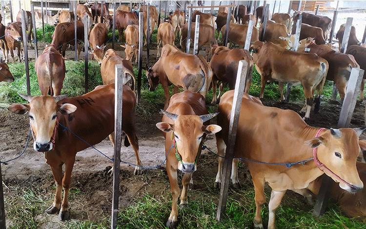 Wabah Merebak di Jawa Timur, Pasokan Ternak dan Kurban ke Kalteng Terancam Tersendat