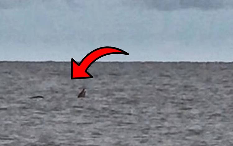 BKSDA Imbau Wisatawan Kurangi Aktivitas di Perairan Pantai Kalap