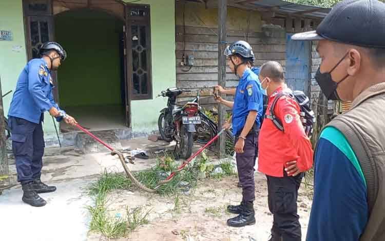 Ngeri! Warga Desa Pelangsian Nyaris Dipatuk King Kobra