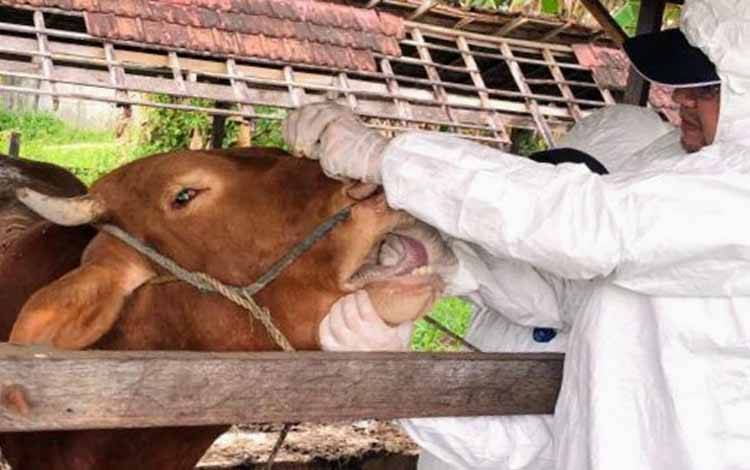 Peternak di Kotim Diimbau Tak Panik terkait Penularan Penyakit Mulut dan Kuku