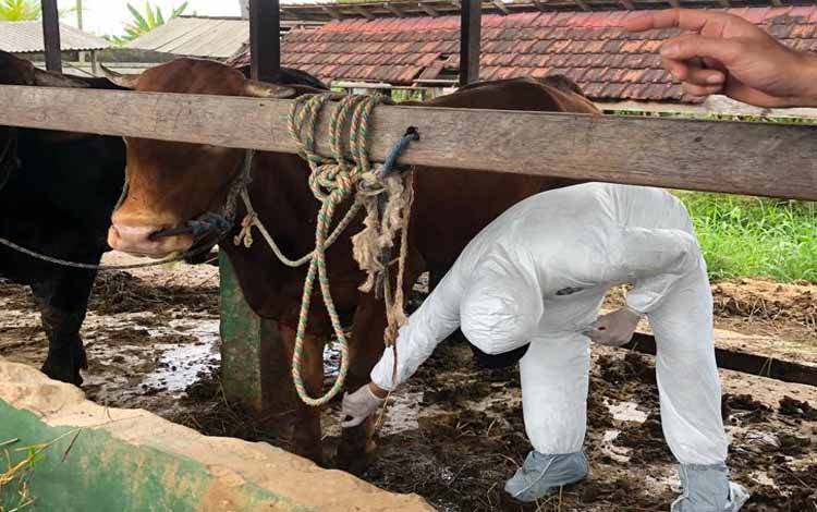 Sapi Ternak di Kotim Terindikasi Terjangkit Penyakit Mulut dan Kuku