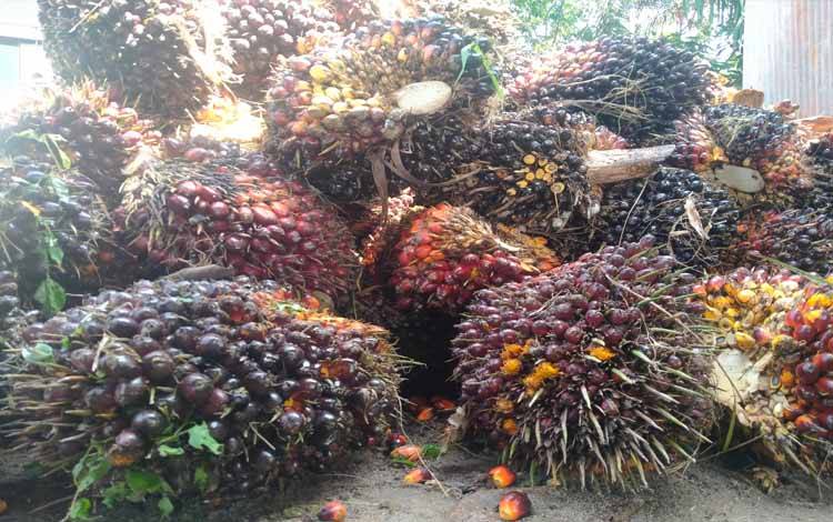 Wajibkan PKS Terima Sawit Masyarakat