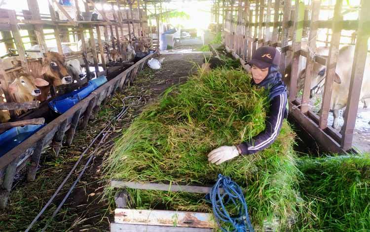 Stok Sapi Potong di Sampit Ditahan hingga Iduladha