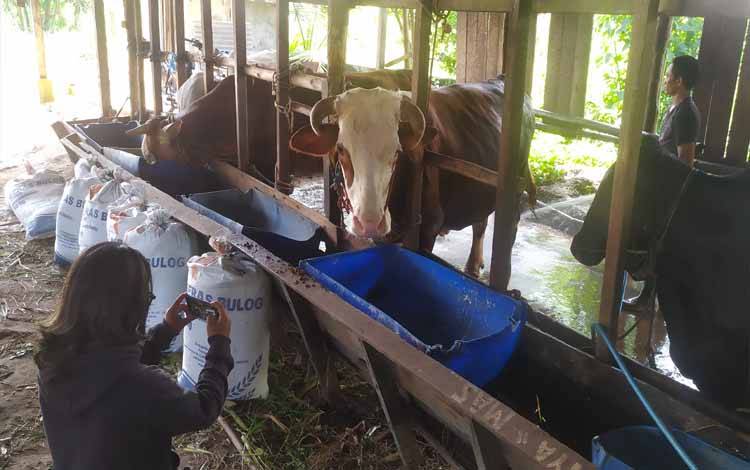 Datangkan Sapi dari Peternakan Lokal Jadi Opsi Pedagang Sapi Potong di Sampit