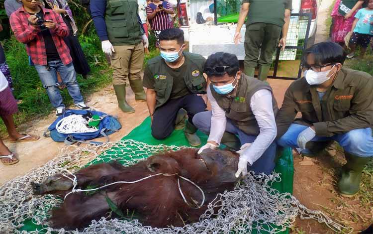 Banyak Peluru Senapan Angin Bersarang di Tubuh Orangutan di Desa Batuah