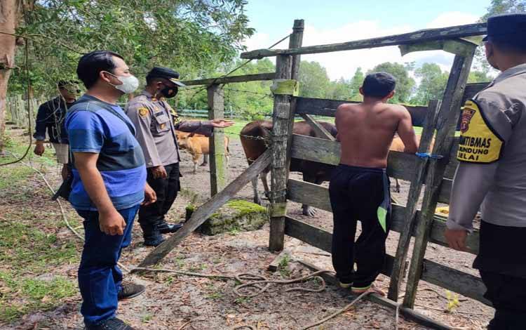 Kapolres Sukamara Harapkan PMK Tak Serang Ternak Masyarakat