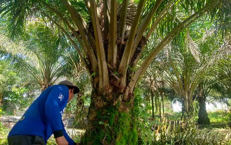 Harga Sawit Masih Buat Petani Resah