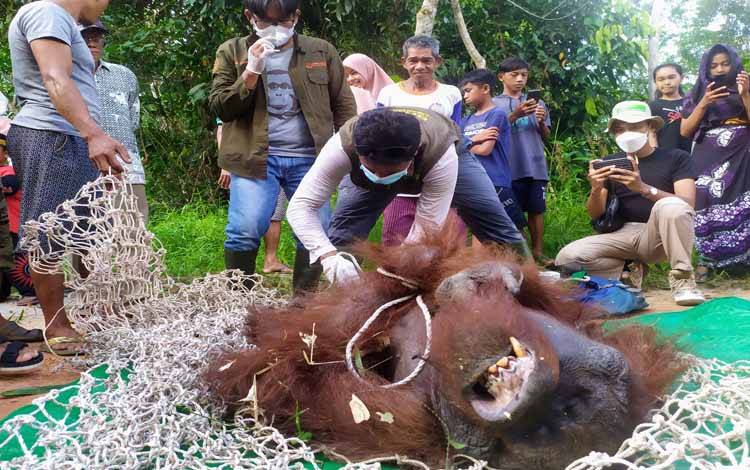 Masih Ada Orangutan Lebih Besar dan Liar di Desa Batuah