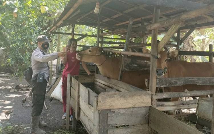 Sambangi Peternak Sapi, Personel Polsek Mantangai Beri Imbauan Pencegahan PMK