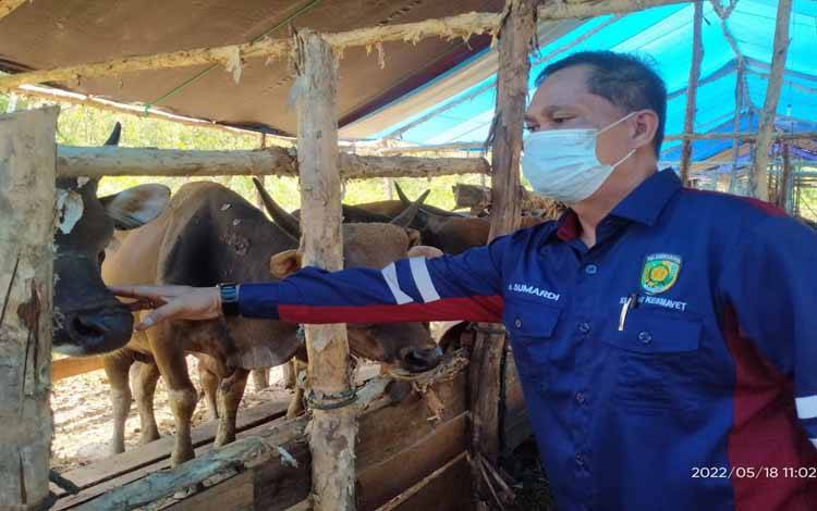 Puluhan Sapi Kurban di Palangka Raya Sudah Melalui Karantina