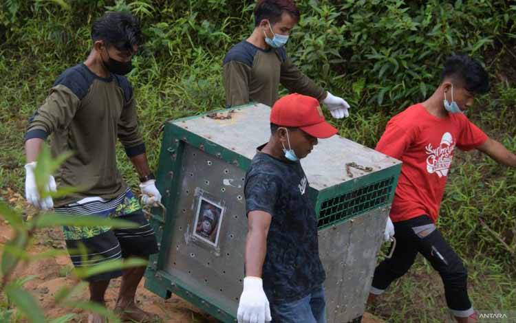 BKSDA Kalteng Lepasliarkan 4 Orangutan ke TN Bukit Baka