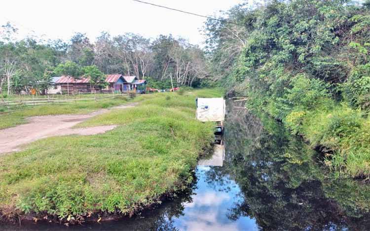 Orangutan Berkeliaran di Kebun Warga Dusun Hanaut Darat Takut Menyadap Karet