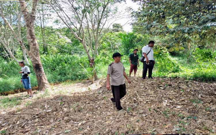 BKSDA Amati Keberadaan Orangutan di Pulau Hanaut