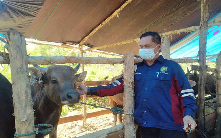 Marak PMK, Hewan Kurban Masih Bisa Dimakan Kecuali Bagian Ini Disarankan Jangan