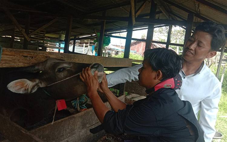 Distan Kapuas Belum Ditemukan Ternak Bergejala PMK