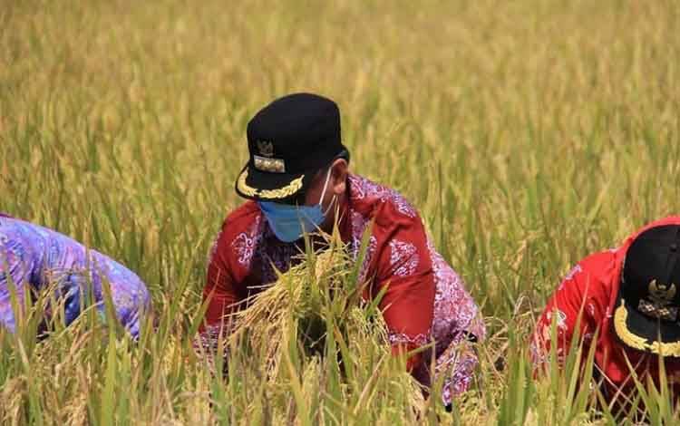 Distan Kotim Diminta Kembangkan Produksi Beras Unggul Nasional Siam Epang