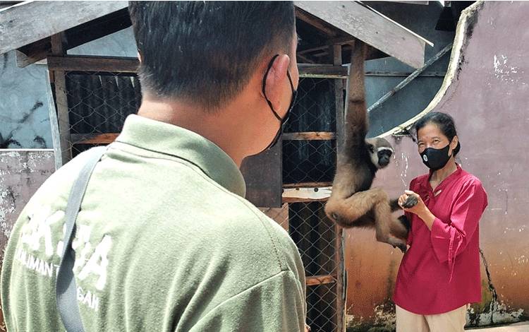 Warga Sampit Berniat Serahkan Owa Kesepian