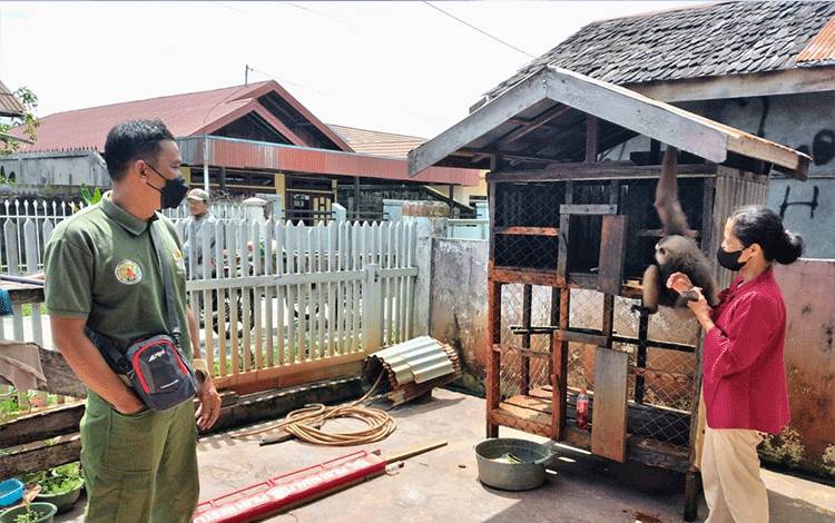 Owa di Sampit ini Mengganas karena Birahi