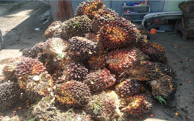 Sudah Berkali-kali Digagaskan Agar Pemkab Kotim Bangun PKS