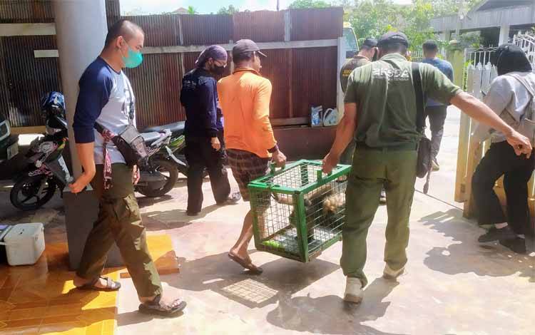 Owa Kesepian di Sampit Langsung Dibawa ke Pangkalan Bun