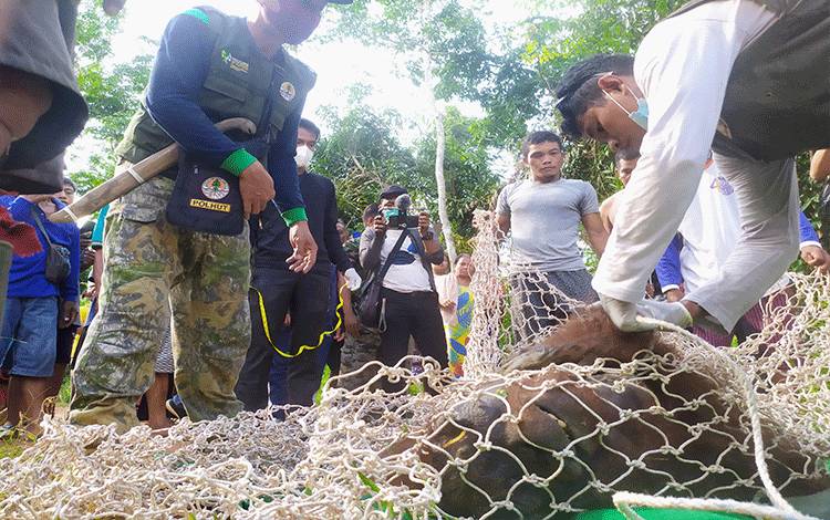 BKSDA Selamatkan 6 Satwa Dilindungi di Kotim Sejak Awal 2022