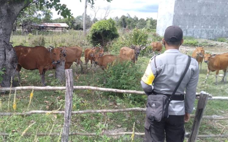 DKPP Sukamara Perketat Pengawasan Kesehatan Hewan Kurban