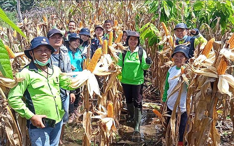 Panen Jagung Pakan di Desa Kalamus Capai 7,1 Ton Per Hektare