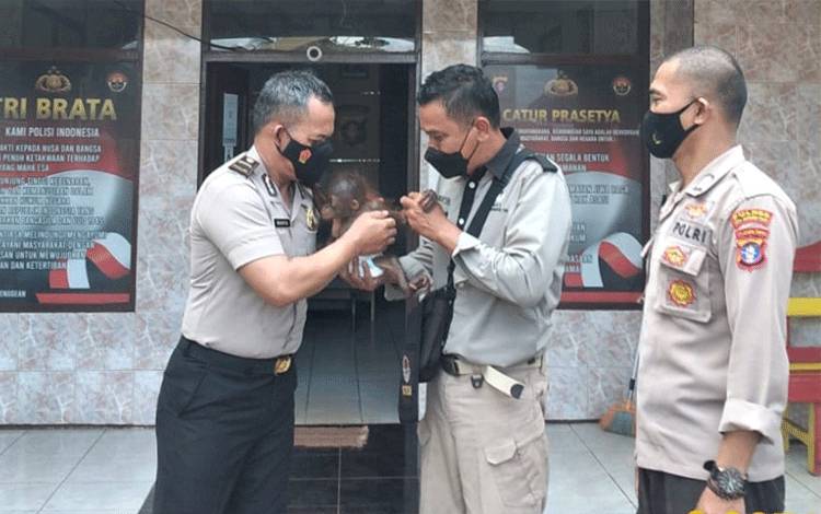 BKSDA Jemput Bayi Orangutan ke Polsek Parenggean