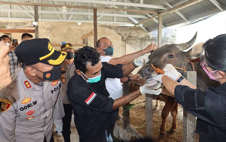 Kapolres Kapuas Bersama Distan Cek Kesehatan Sapi Cegah Penyakit Mulut dan Kuku