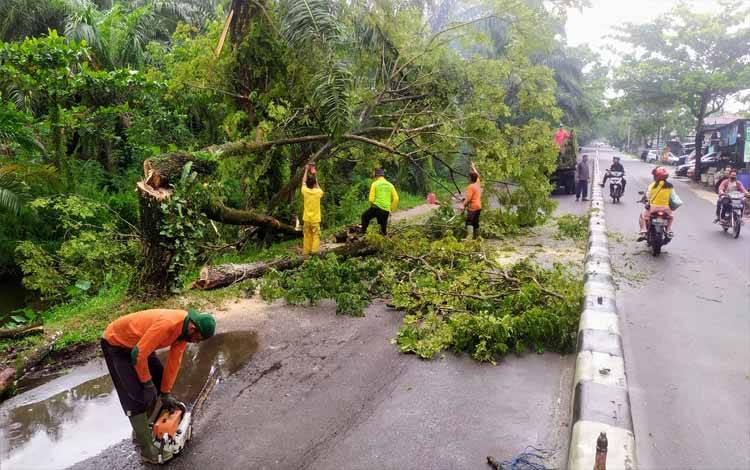 Puluhan Pohon Tua di Jalan Pemuda Sampit Ditebang