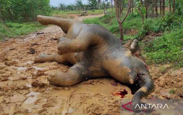 Gajah Hamil Ditemukan Mati