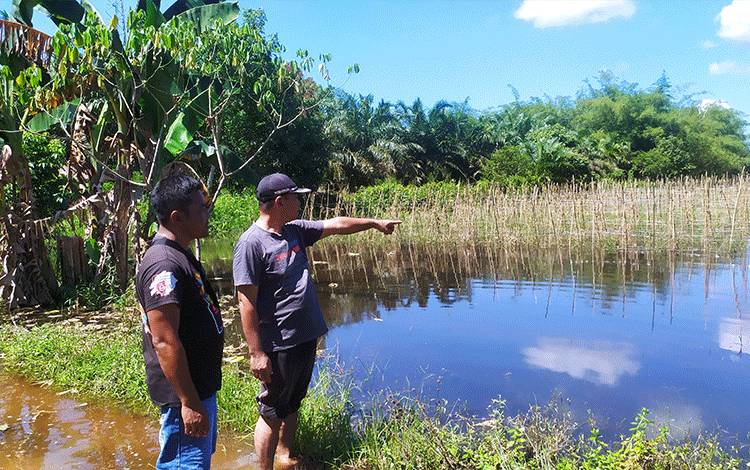 Puluhan Hektare Lahan Pertanian Terendam, Petani di Desa Sumber Makmur Kotim Gagal Panen