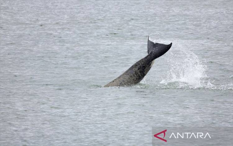 Prancis Akan Pandu Paus Pembunuh Kembali ke Laut dengan Suara Orca