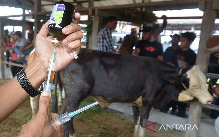 Distan Pulang Pisau Mitigasi Risiko PMK Jelang Iduladha