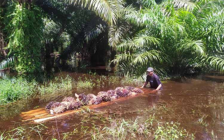 Banjir di Desa Sumber Makmur Menyulitkan Warga Angkut Hasil Kebun