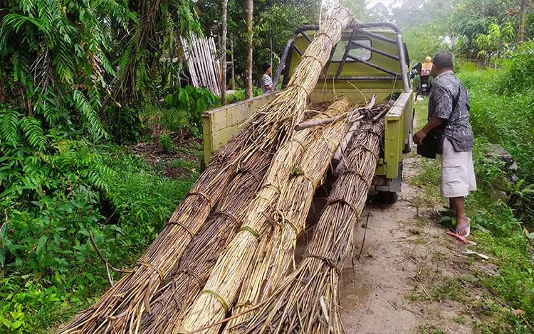 Petani Khawatir Rotan di Kotim Kembali ke Harga Terendah